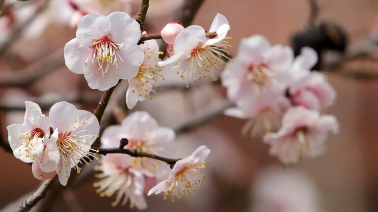 plum blossoms, beautiful flowers, plum flowers, spring flowers, flowers, spring, flower background, flower wallpaper, plum tree, colorful, nature, white flowers, pink, blush