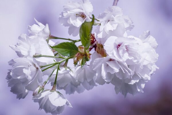 Google Apps Script Gmail 一括 PDF ダウンロード