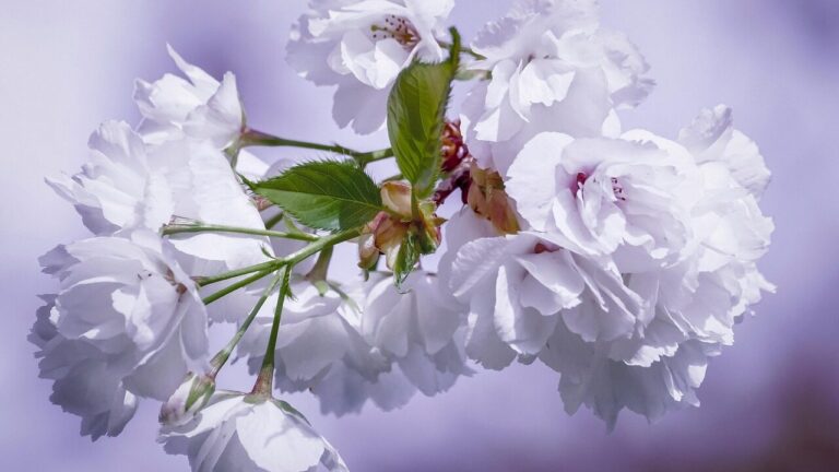 cherry blossoms, blossoms, ornamental cherry, spring flowers, spring, sakura, white, tender, lighting mood, nature, springtime, spring flower, mood, spring awakening, sunlight, light, purple