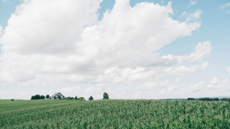 green grass field under white clouds during daytime