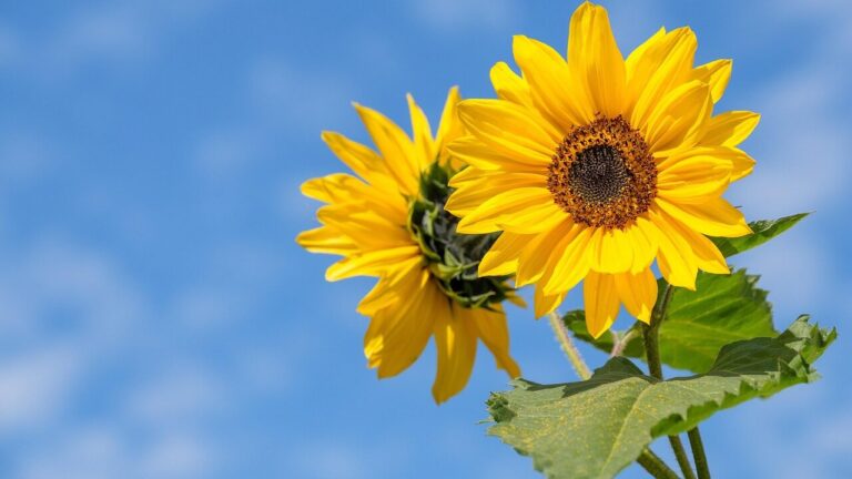 sunflowers, flowers, yellow flowers, petals, yellow petals, flora, blossom, beautiful flowers, bloom, flower wallpaper, clouds, flower background, nature